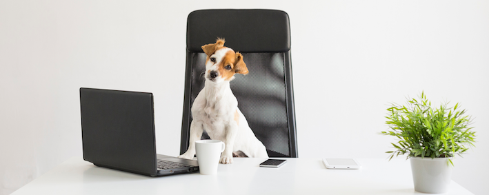 dogs working in the office
